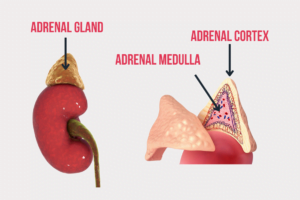 adrenal gland parts