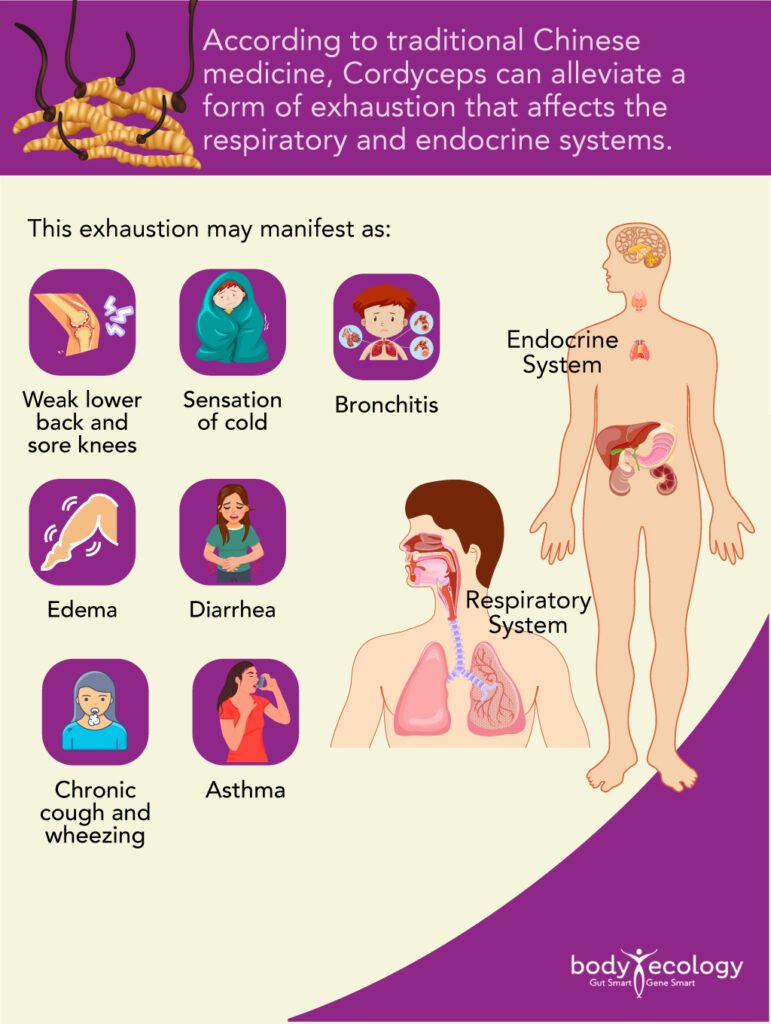 Cordycepts Respiratory System